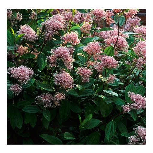 Ceanothus pallidus Marie Simon – Táskavirág