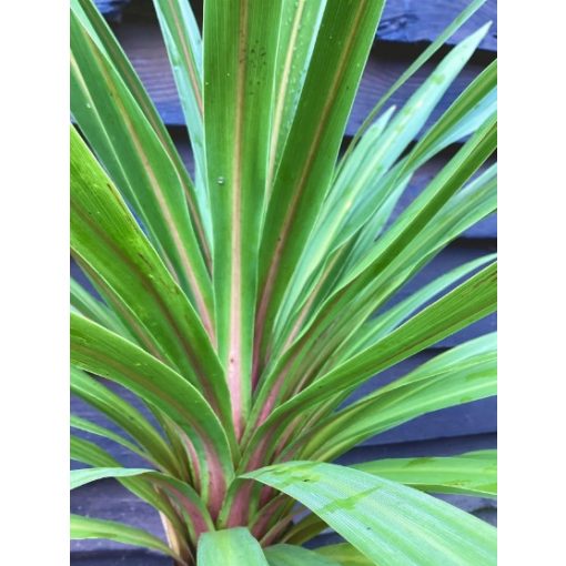 Cordyline australis Peko - Déli bunkóliliom