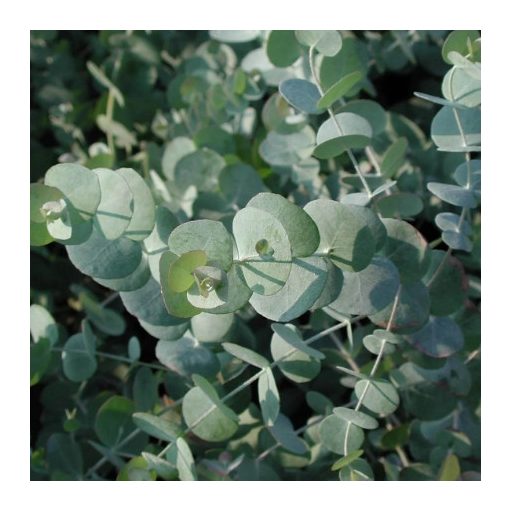 Eucalyptus cinerea Silver Dollar - Eukaliptusz