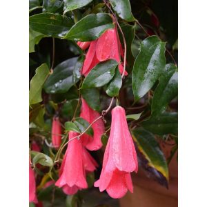 Lapageria rosea - Csílea harangvirág