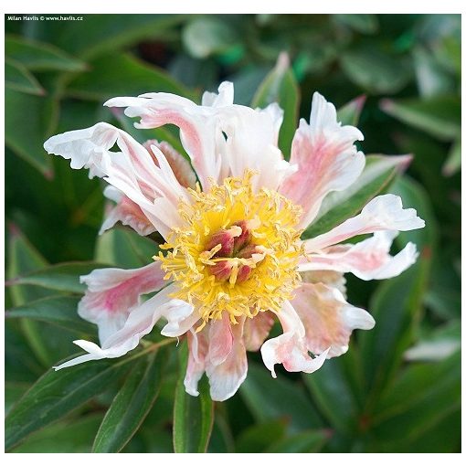 Paeonia Green Lotus - Bazsarózsa