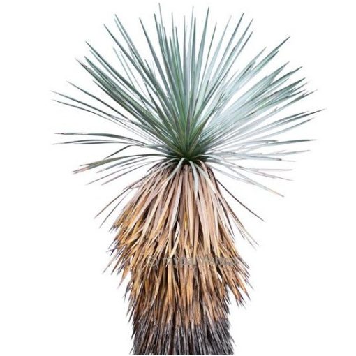 Yucca thompsoniana