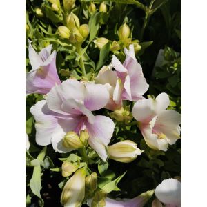 Alstroemeria Colorita Pink (I.) - Inkaliliom