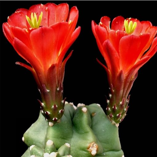 Echinocereus triglochidiatus var. mojavensis f. inermis