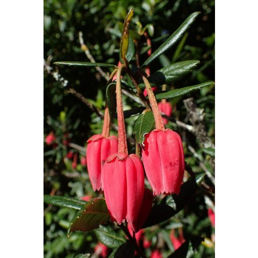 Crinodendron hookerianum – Lámpásfa