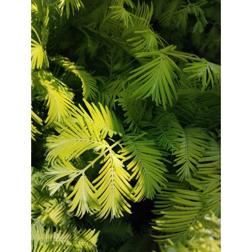 Metasequoia glyptostroboides Goldrush – Kínai mamutfenyő