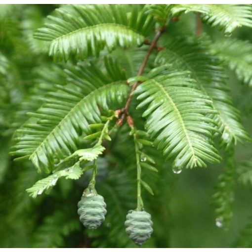 Metasequoia glyptostroboides – Kínai mamutfenyő