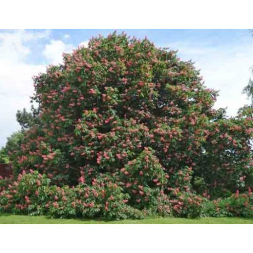 Aesculus carnea Briotti - Piros virágú vadgesztenye