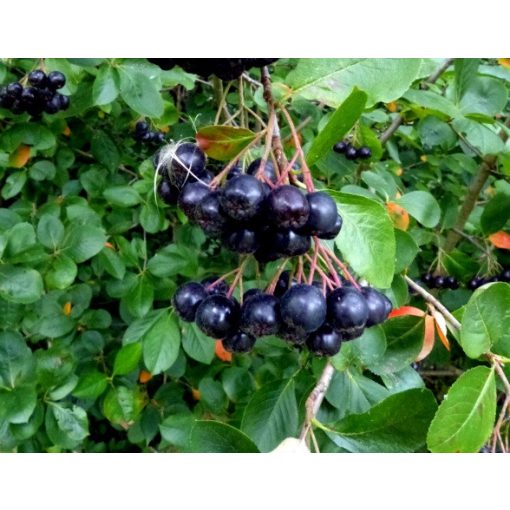 Aronia melanocarpa - Fekete berkenye