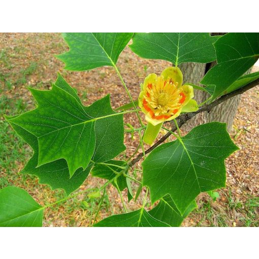 Liriodendron tulipifera - Amerikai tulipánfa