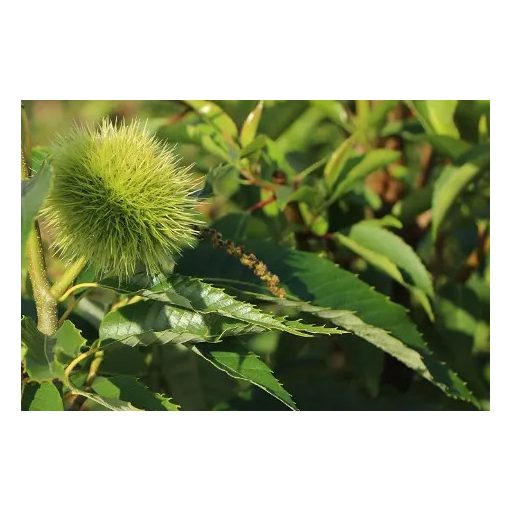 Castanea Sativa Bouche de Betizac - Szelídgesztenye