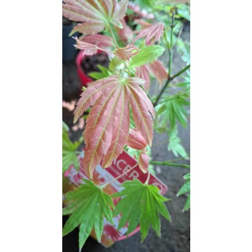 Acer shirasawanum Moonrise (p19) - Japán juhar