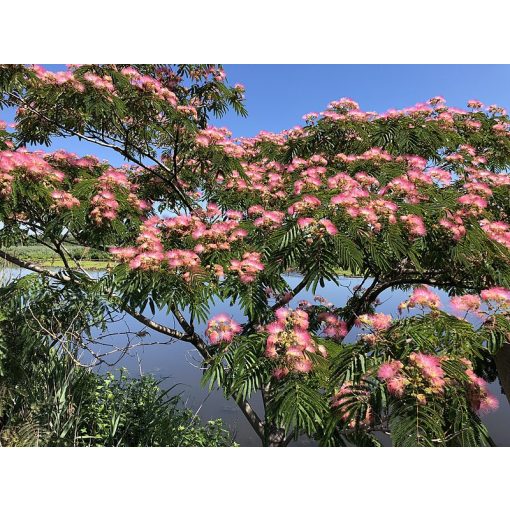 Albizia julibrissin (p17) - Selyemakác