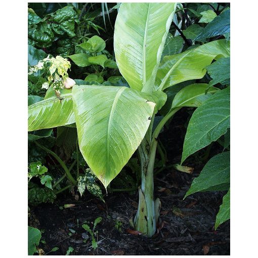 Ensete glaucum - Havasi banán