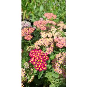 Achillea millefolium Milly Rock Cherry - Cickafark