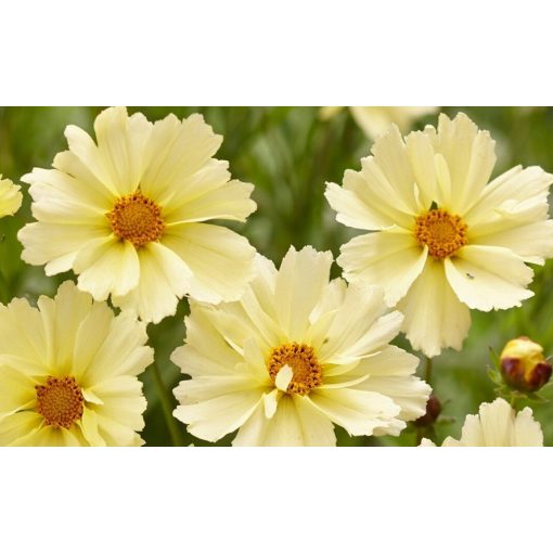 Coreopsis grandiflora UpTick Cream - Menyecskeszem