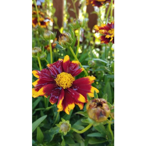 Coreopsis grandiflora UpTick Red - Menyecskeszem