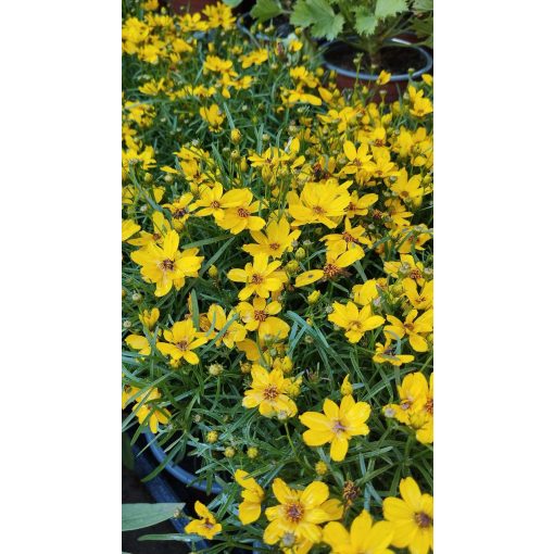 Coreopsis verticillata Corleone Gold - Menyecskeszem