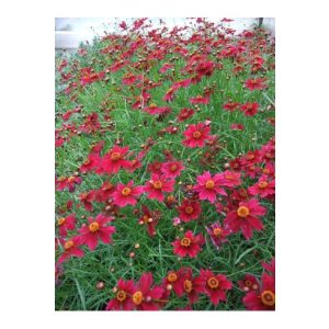 Coreopsis verticillata Limerock Ruby  - Menyecskeszem