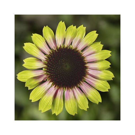 Echinacea Prairie Blaze Vintage Lime - Kasvirág