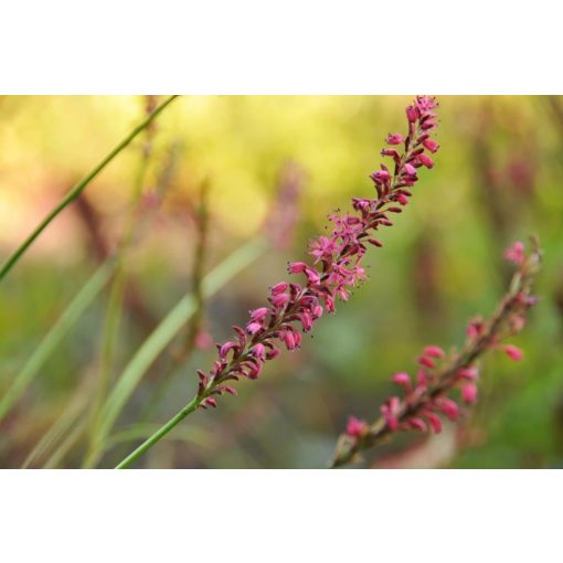 Persicaria amplexicaulis Cottesbrooke Gold - Keserűfű