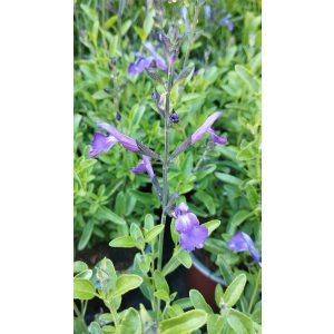 Salvia greggii Mirage Blue - Csecsemőzsálya