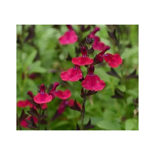 Salvia greggii Mirage Burgundy - Csecsemőzsálya