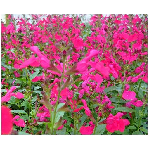 Salvia greggii Mirage Hot Pink - Csecsemőzsálya