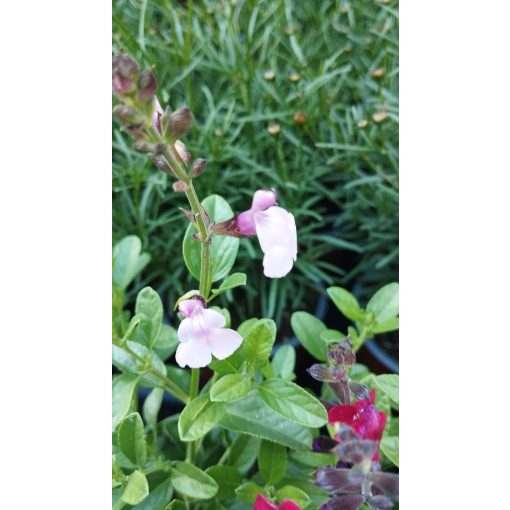 Salvia greggii Mirage Soft Pink - Csecsemőzsálya