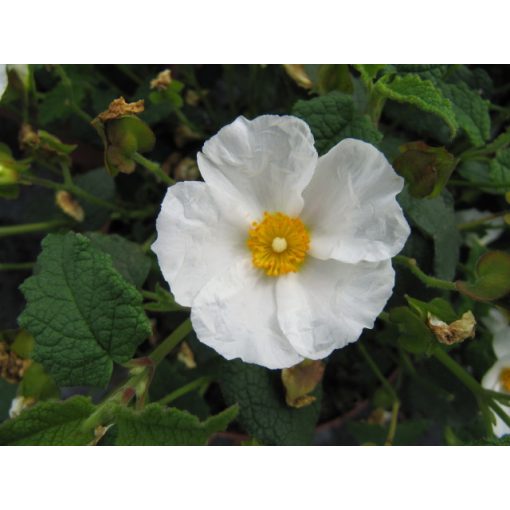 Cistus corbariensis - Sziklarózsa