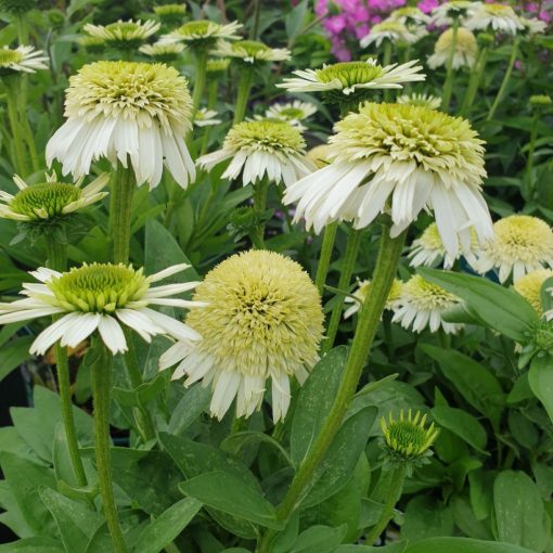 Echinacea purpurea Delicious Ice - Kasvirág