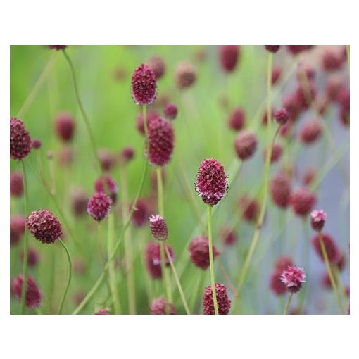 Sanguisorba officinalis Burgundy - Vérfű