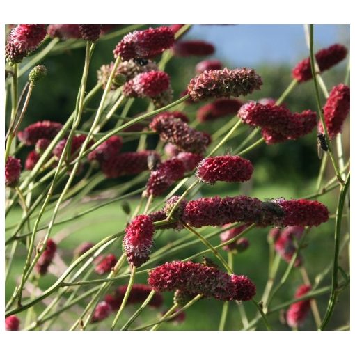 Sanguisorba officinalis Henk Gerritsen - Vérfű