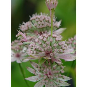 Astrantia major Bavarica - Völgycsillag