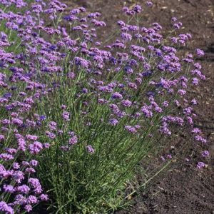 Verbena bonariensis Vanity Purple - Ernyős verbéna