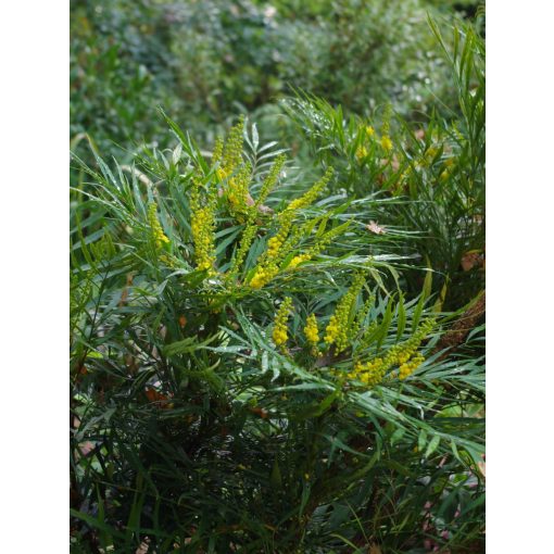 Mahonia eurybracteata Soft Caress – Keskenylevelű mahónia