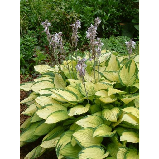 Hosta Golden Standard - Árnyékliliom