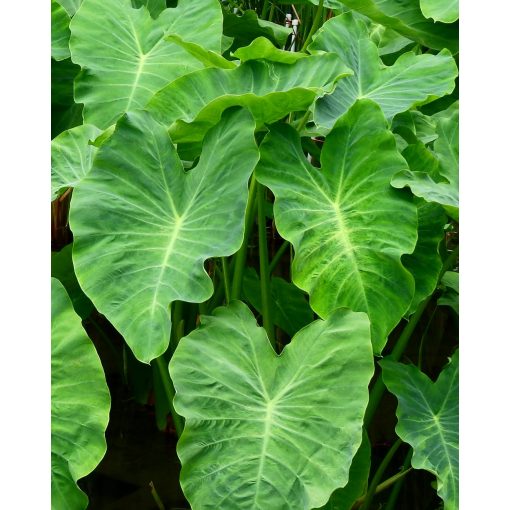 Colocasia esculenta - Elefántfül