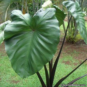 Colocasia esculenta Violet Stem - Elefántfül