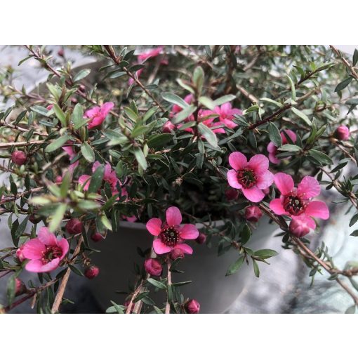 Leptospermum scoparium Kiwi – Új-zélandi teafa