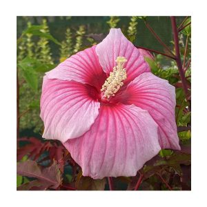 Hibiscus moscheutos Jolly Heart - Mocsári hibiszkusz