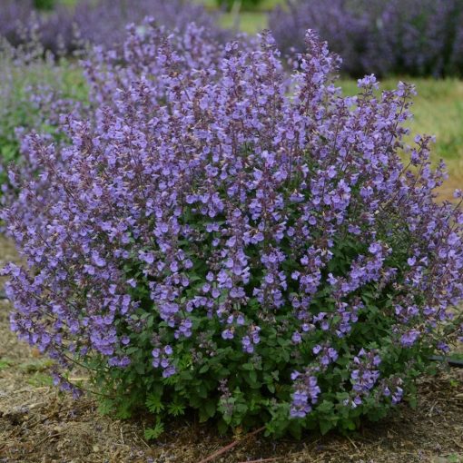 Nepeta faassenii Kitten Around . Macskamenta