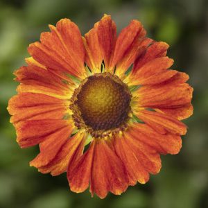 Helenium autumnale HayDay  Orange - Napfényvirág