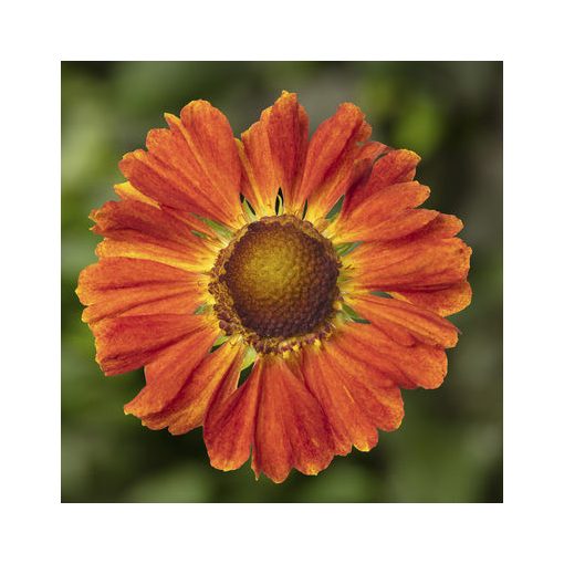 Helenium autumnale HayDay  Orange - Napfényvirág