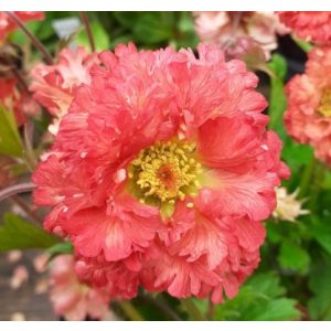 Geum Bohema Pink - Gyömbérgyökér