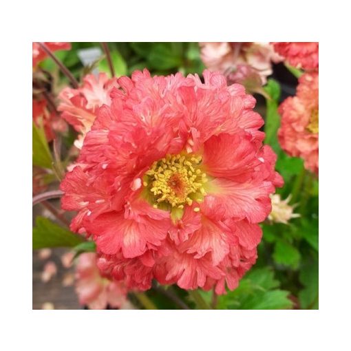 Geum Bohema Pink - Gyömbérgyökér