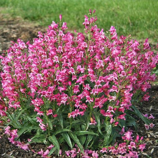 Penstemon barbatus Rock Candy Light Pink - Bugatölcsér