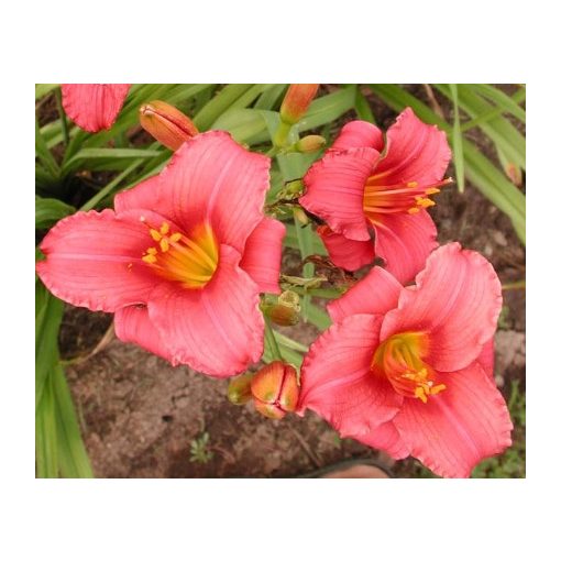 Hemerocallis Siloam Red - Sásliliom