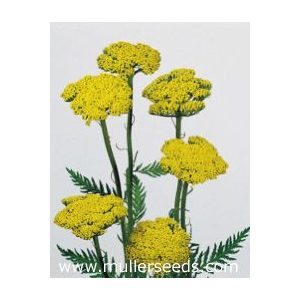 Achillea filipendula cloth of gold