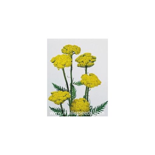 Achillea filipendula cloth of gold